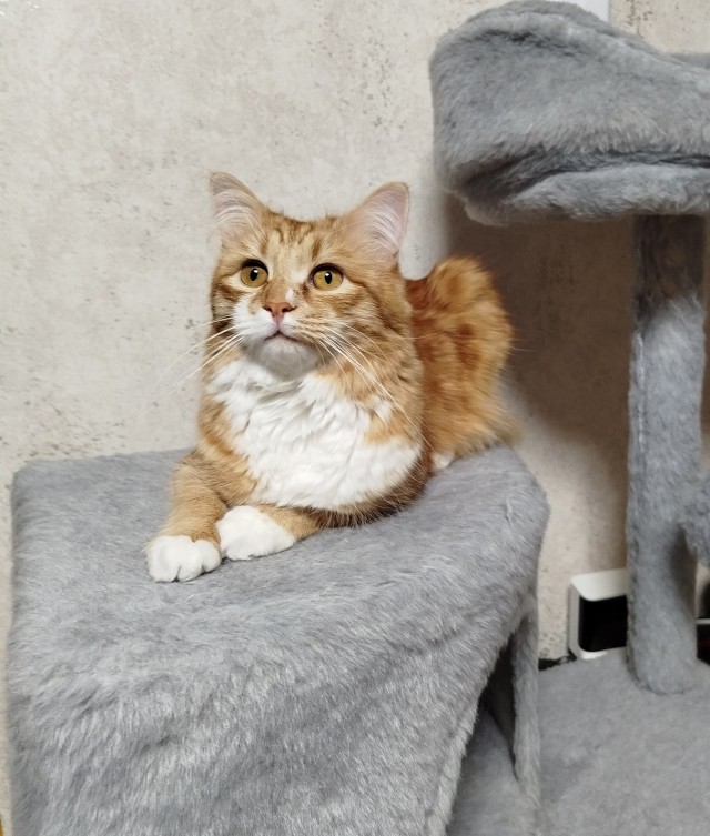 Мой кот