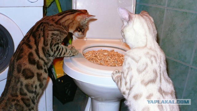 О бенгальских котах на наглядном примере