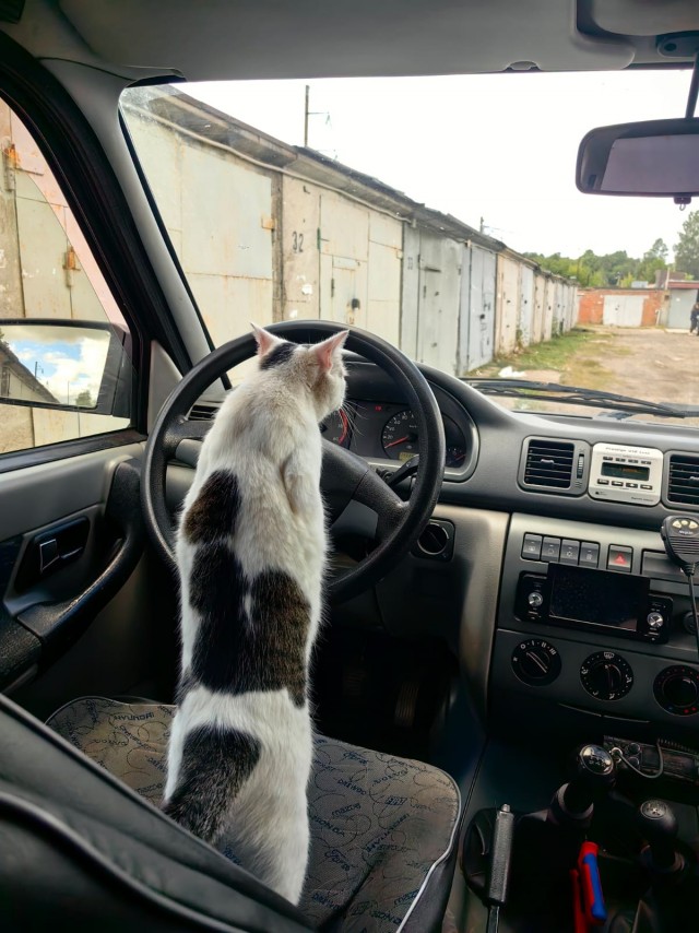 Спящий кот