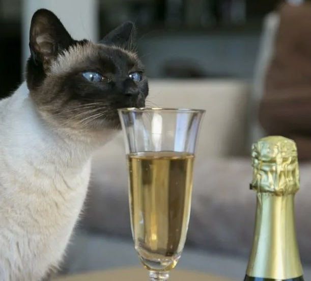 Учёные выяснили, что употребление шампанского снижает риск внезапной остановки сердца