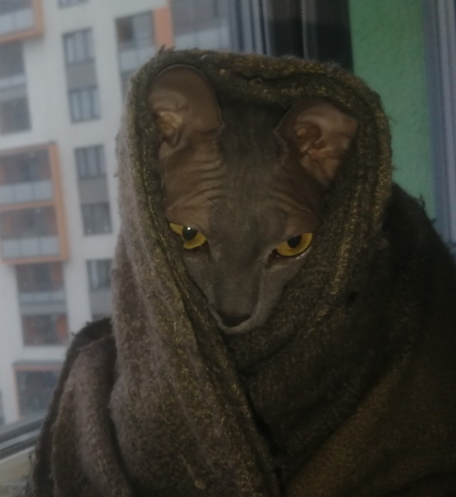 Принимайте в ряды которабов