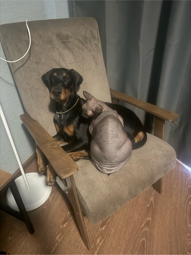 К котовторнику