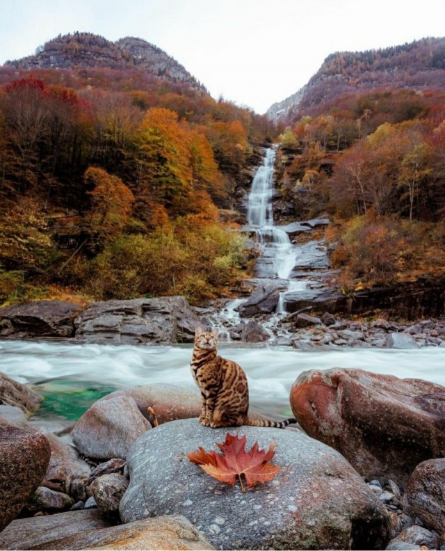 Осенний кот