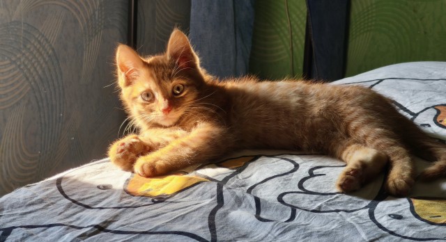 Котовторник.Наши модели