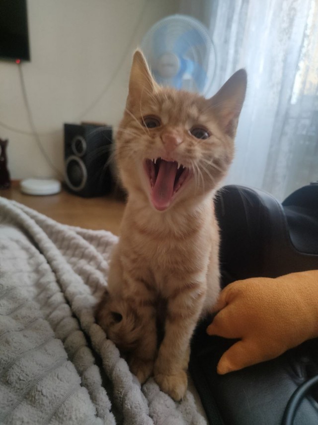 Выбрал раба