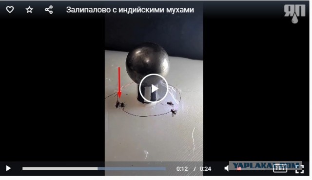 Залипалово с индийскими мухами