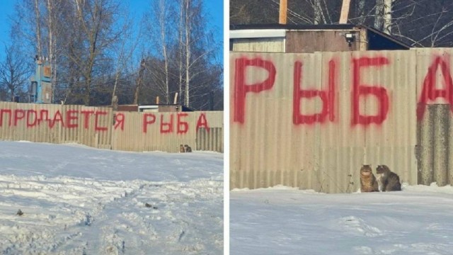 Нуштош. Лужа истекшего периода (s5e3)