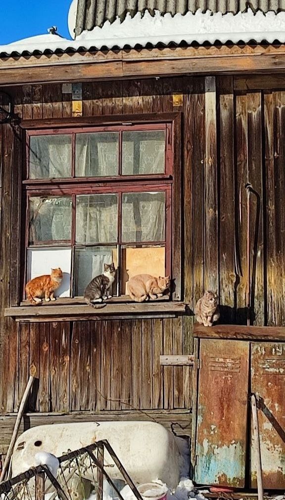 Март. Коты прилетели