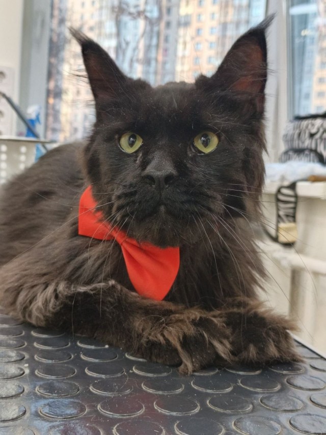 Котовторник же