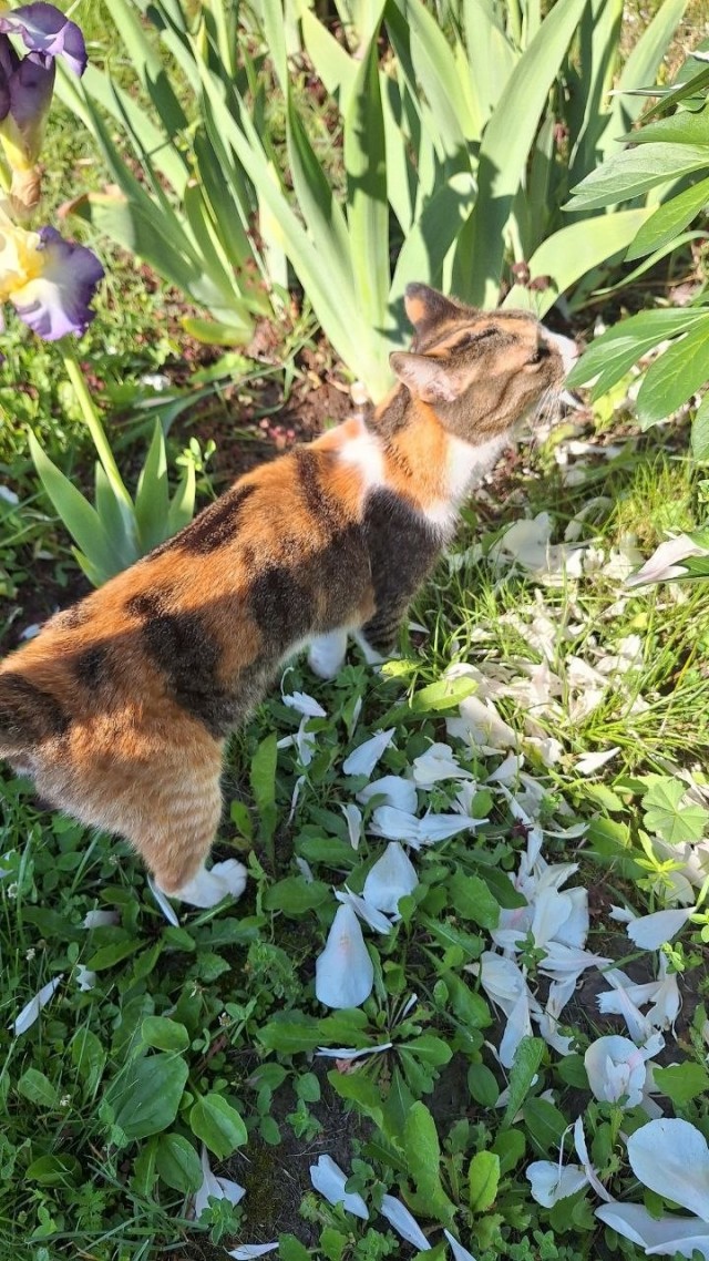 Котское.