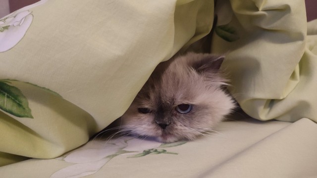 К - котовторник. Б - брутальность.