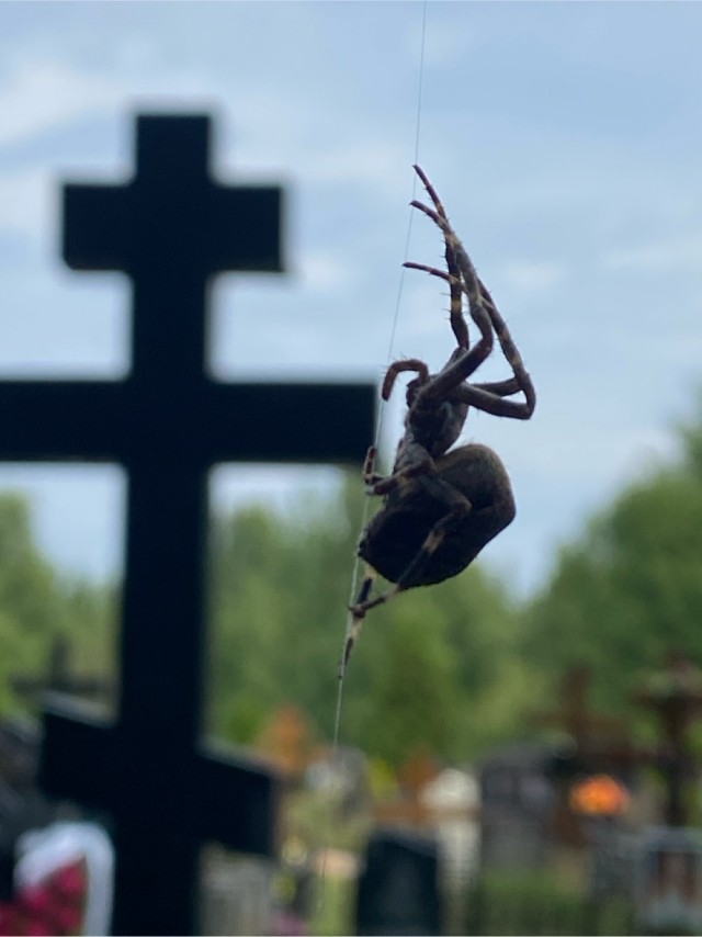 Думал шишка на суку, оказался крестовик