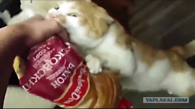 Вкусная палочка