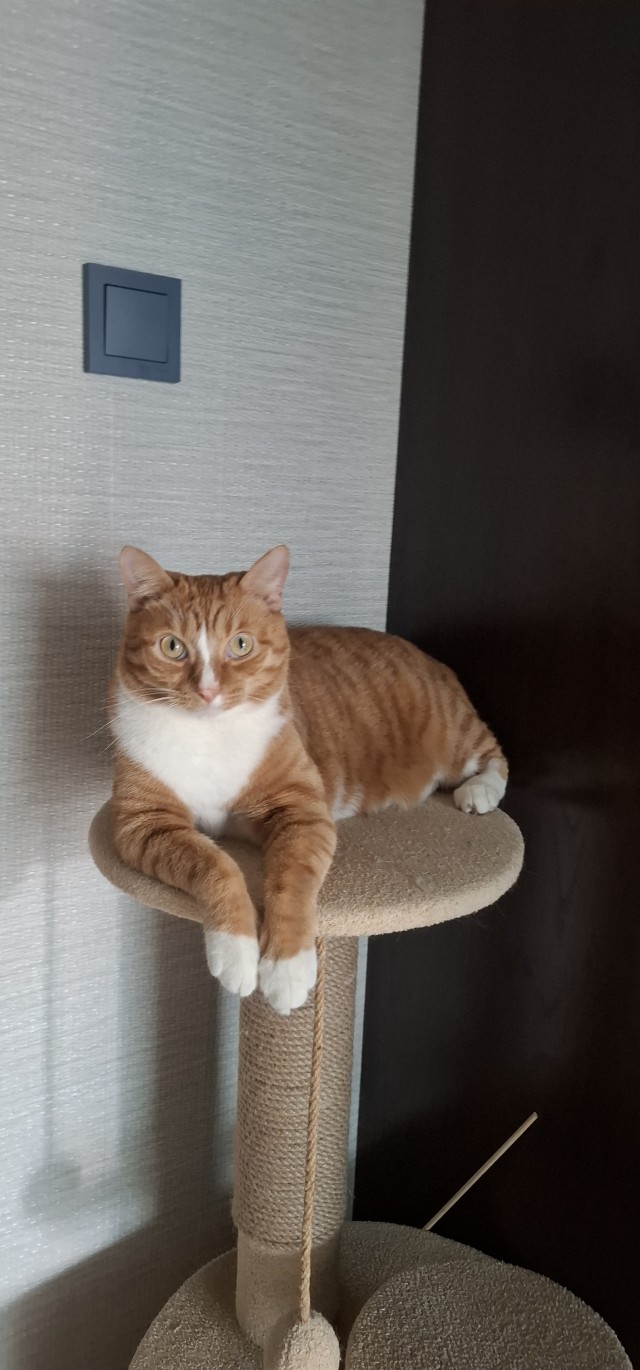 Стал которабом дважды