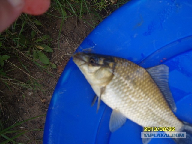 Поехали за грибами, приехали с карасями.