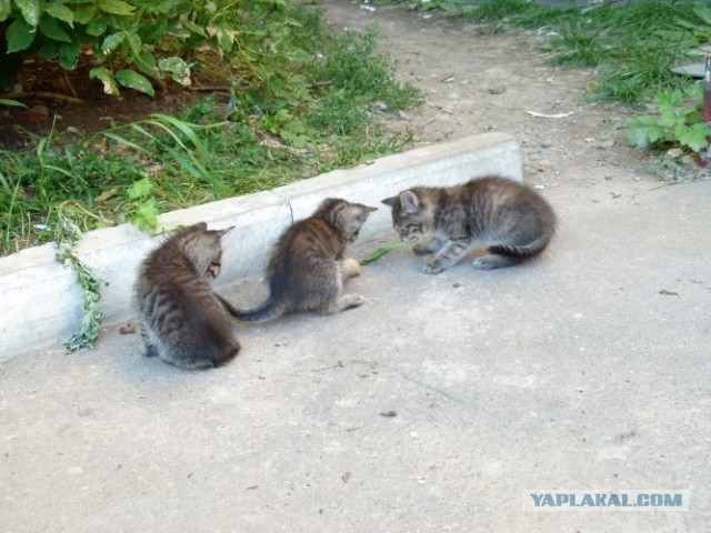 Котовторник 03.09.2013