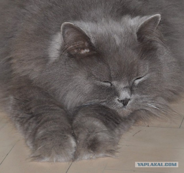 Котовторник  10.12.2013
