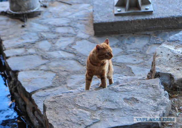 Котовторник   17.12.2013