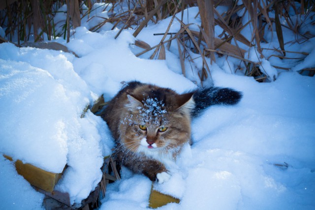 Котовторник  28.01.14