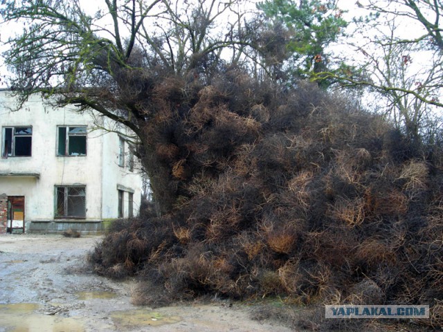 Поселок Мирный атакуют растения