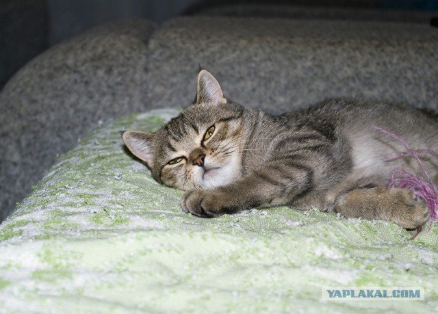 Котовторник 25.02.2014