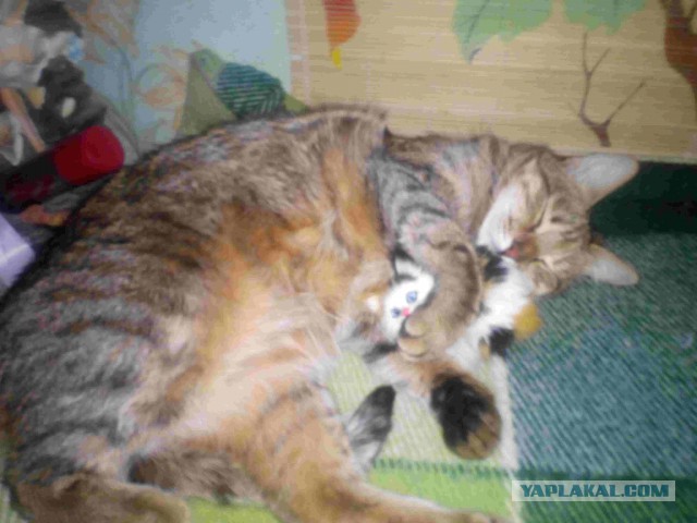 Котовторник 01.04.2014