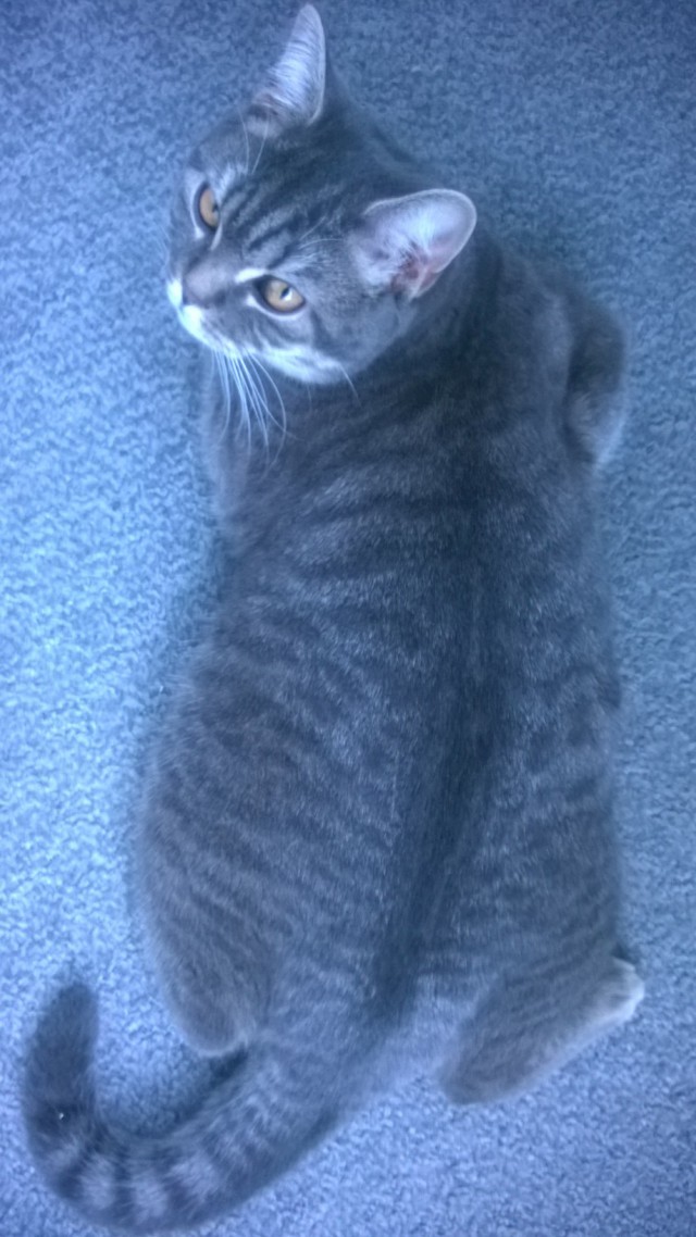 Котовторник 29.04.14.