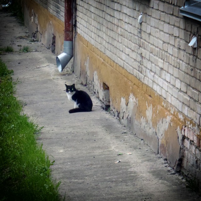Котовторник 10.06.2014