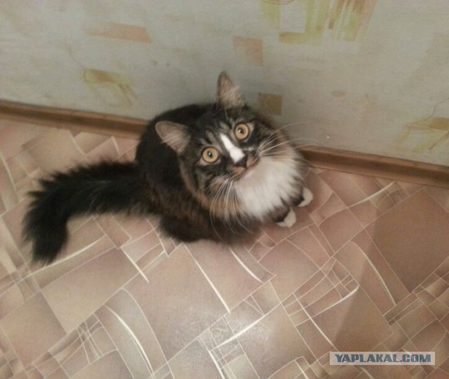Котовторник 19.08.2014