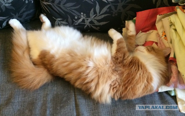 Котовторник 19.08.2014