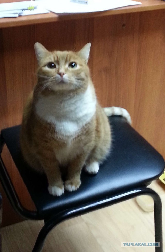 Котовторник 09.09.2014