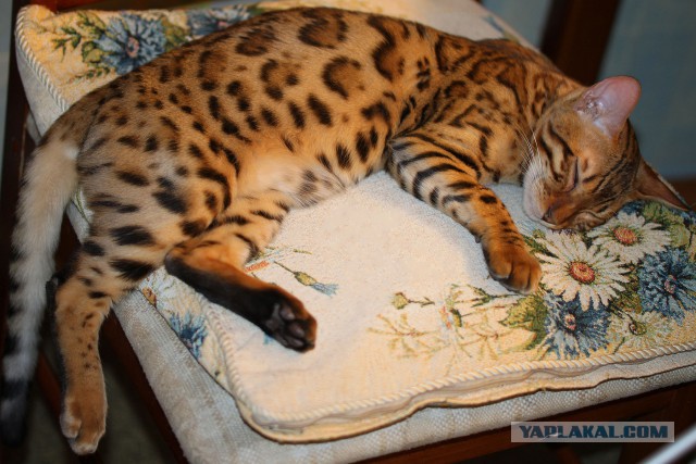 Гречка "по-купечески"