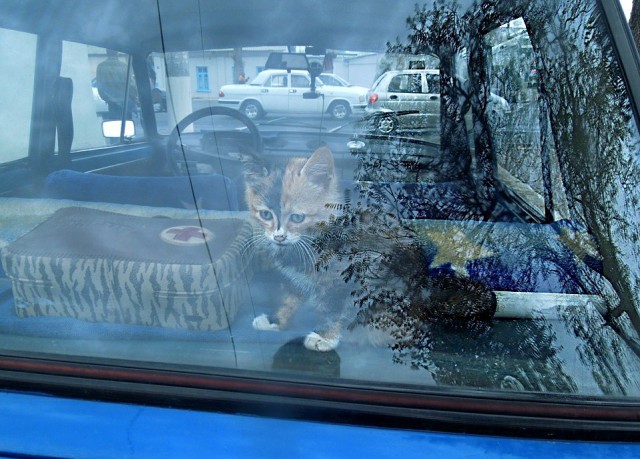 Котовторник 11.11.2014