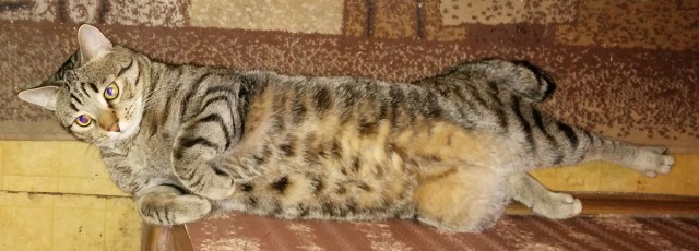 Котовторник