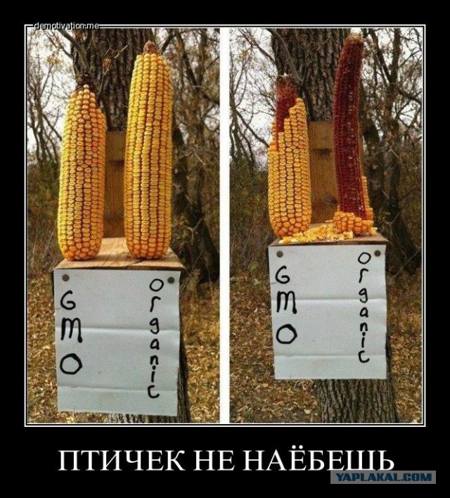 ГМО — это не только полезно, но еще и вкусно