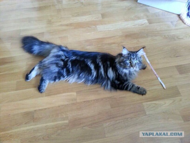 Котовторник 24.03.2015
