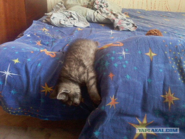 Котовторник 24.03.2015