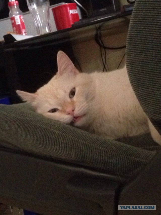 Котовторник