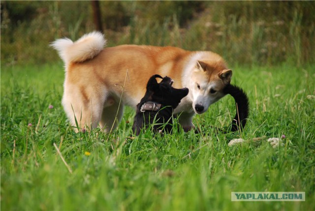 Собакочетверг же, ау!