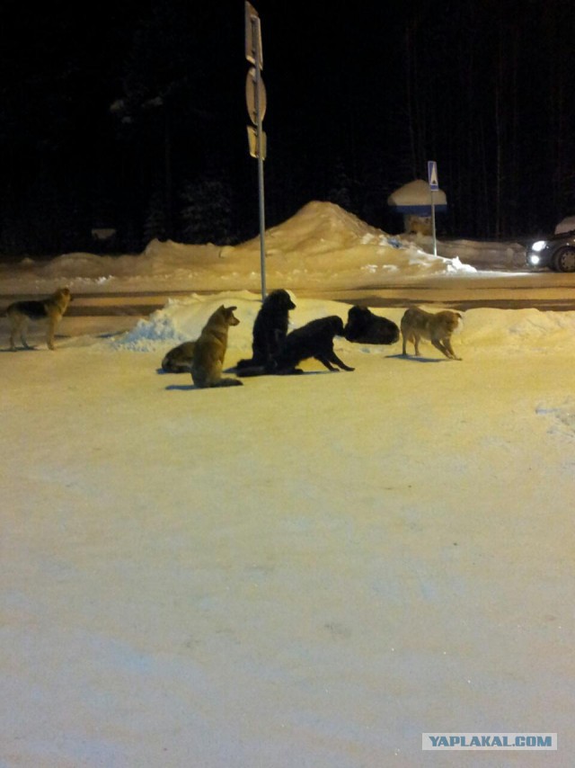 Птичий flightradar