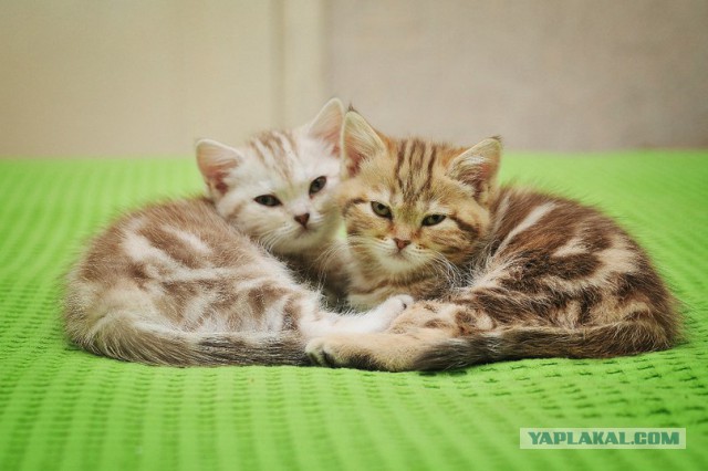 Котовторник 19.01.2016