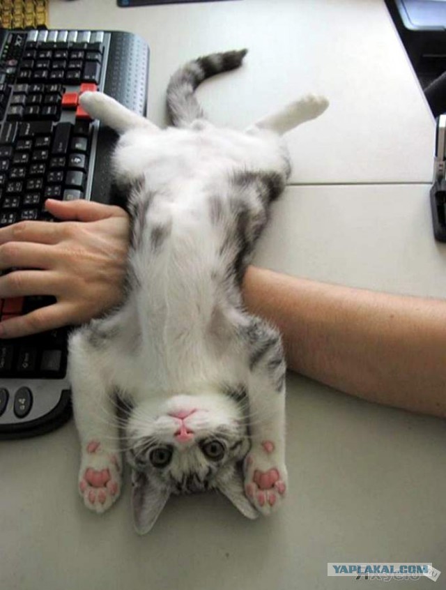 14 кошачьих неприятностей