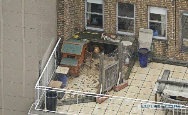 Панорама Лондона или рассмотреть лицо прохожего...