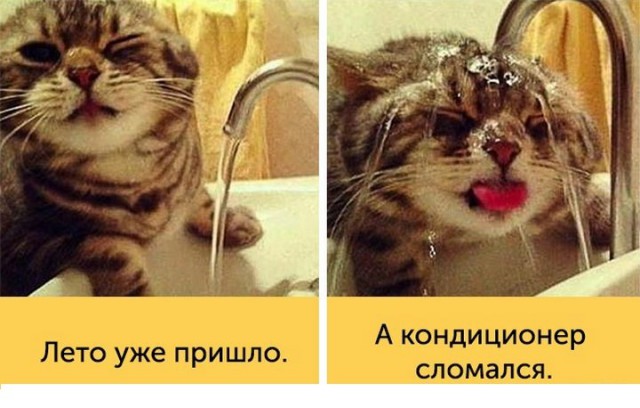 "Оскара" - котикам!