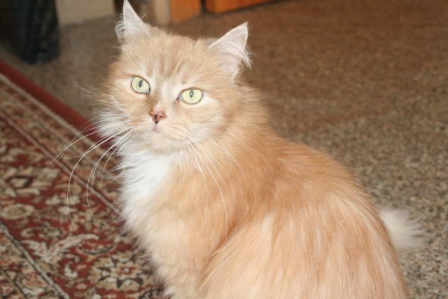 Коты из сети