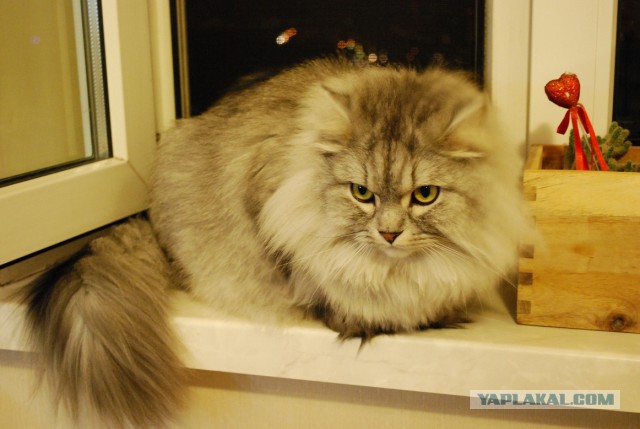 19 шикарных кошек, которые стоят целое состояние