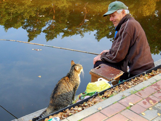 Коты и Кошки