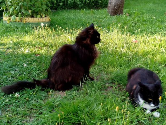 Котовторник 28.03.2017