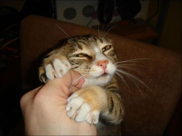 Коты и Кошки
