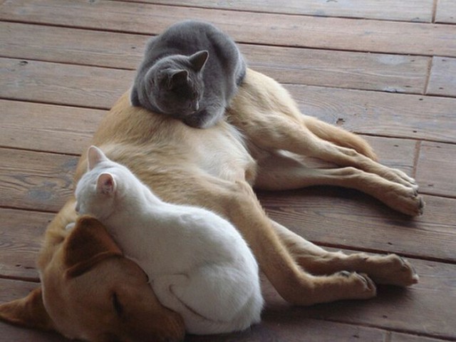 Коты и Кошки